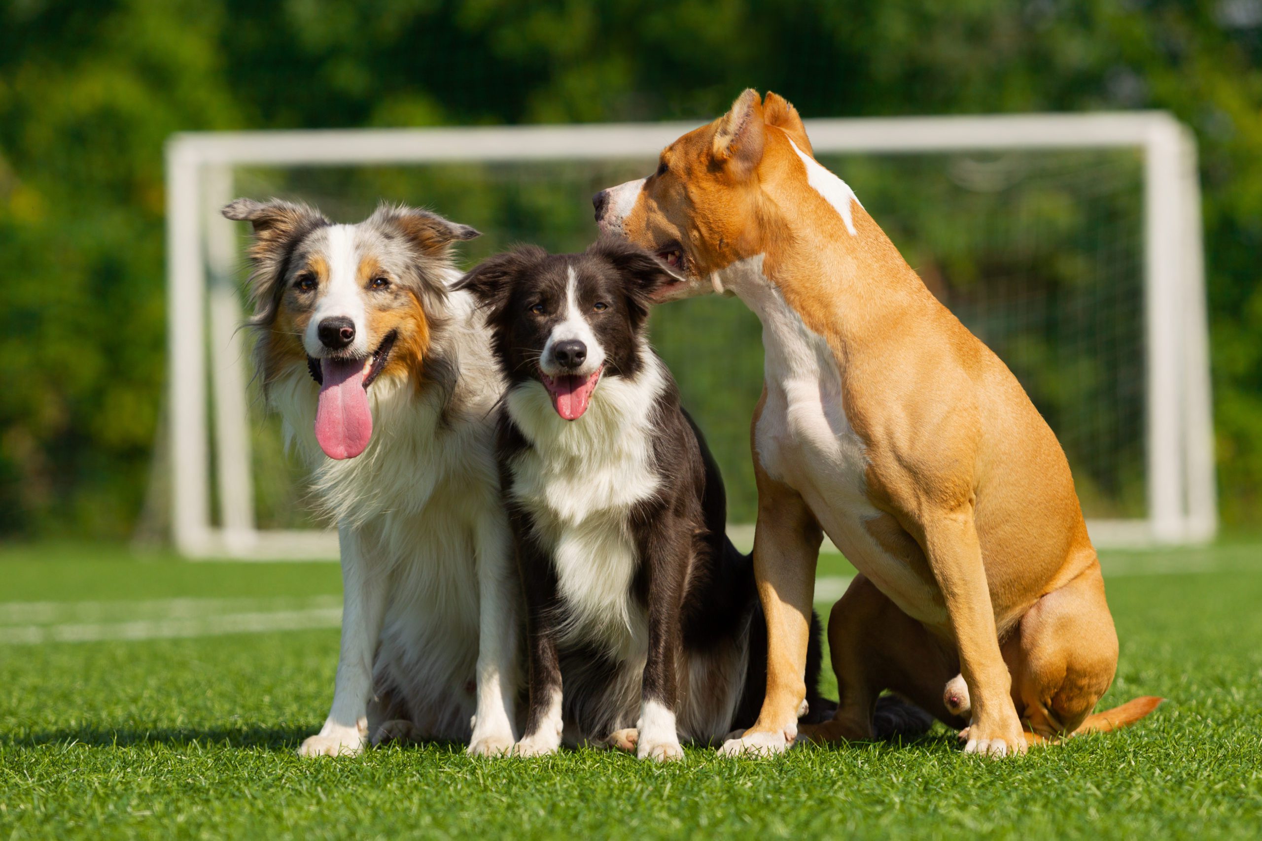 Best places to walk your dog in St. Catharines DocuPet