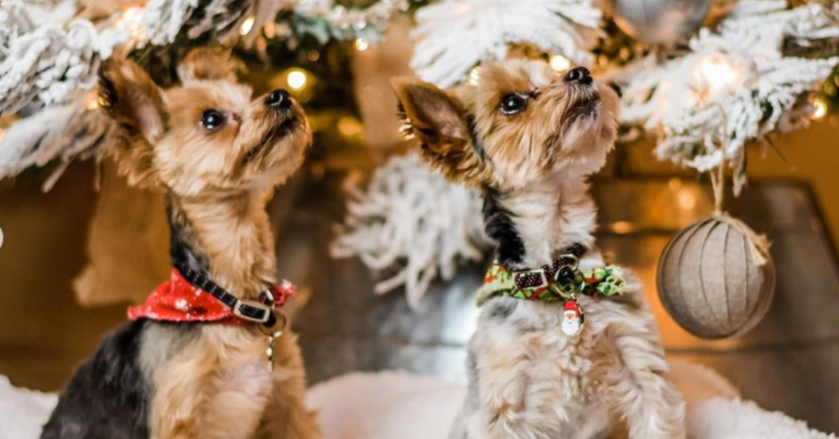 A closer look at Velvet And Dog Choking Accidents During Holidays