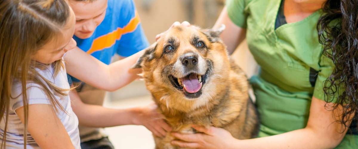 Pet Licensing Makes Communities Stronger Here's How DocuPet