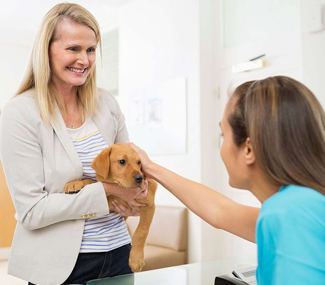 Dog visiting veterinary clinic